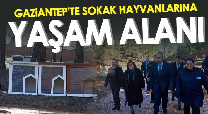 Gaziantep’te sokak hayvanlarına yaşam alanı