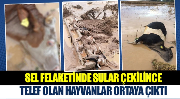 Sel felaketinde 8 büyükbaş hayvan telef oldu