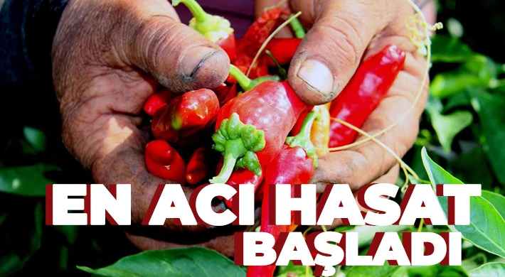 En acı hasat başladı