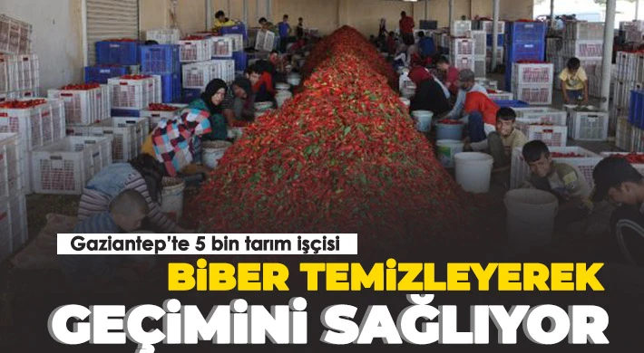 Gaziantep’te 5 bin tarım işçisi, biber temizleyerek geçimini sağlıyor