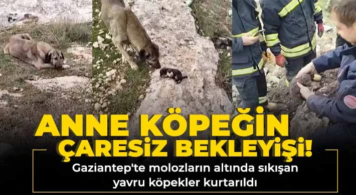 Gaziantep'te molozların altında sıkışan yavru köpekler kurtarıldı