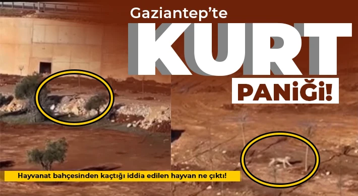 Gaziantep’te kurt paniği!