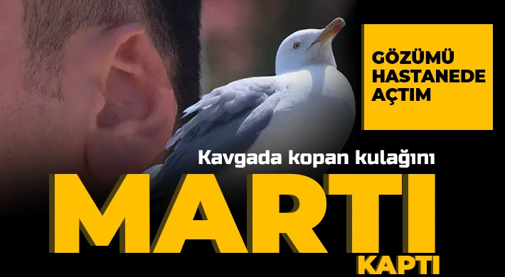 Kavgada kopan kulağını martı alıp götürmüştü