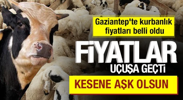 Gaziantep'te Kurbanlık fiyatları belirlendi: Cep yakıyor