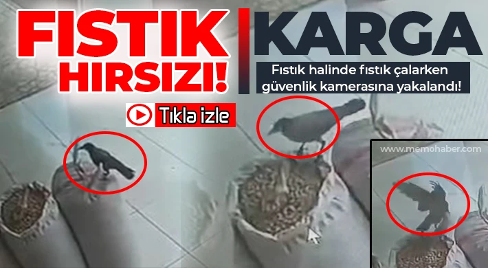 Karga, fıstık halinde fıstık çalarken güvenlik kamerasına yakalandı!