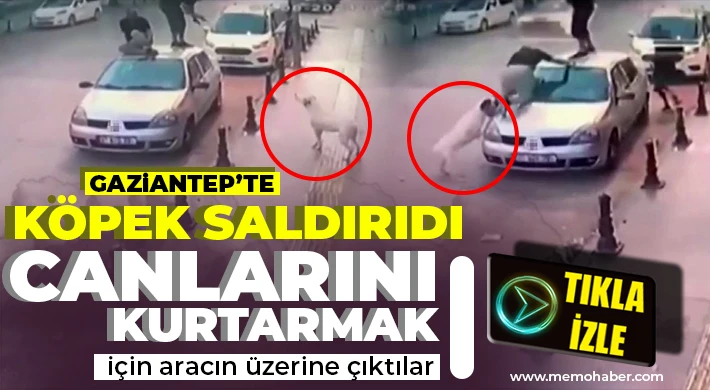 Gaziantep'te 2 genç, köpek saldırısından aracın üzerine çıkarak kurtuldu