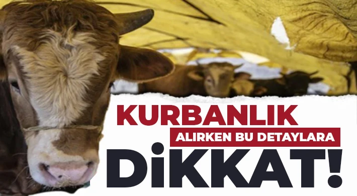 Kurbanlık alırken bu detaylara dikkat