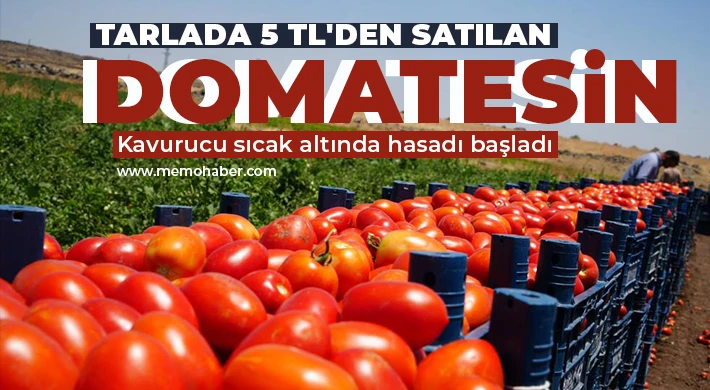 Domatesin tarladan sofraya yolculuğu başladı