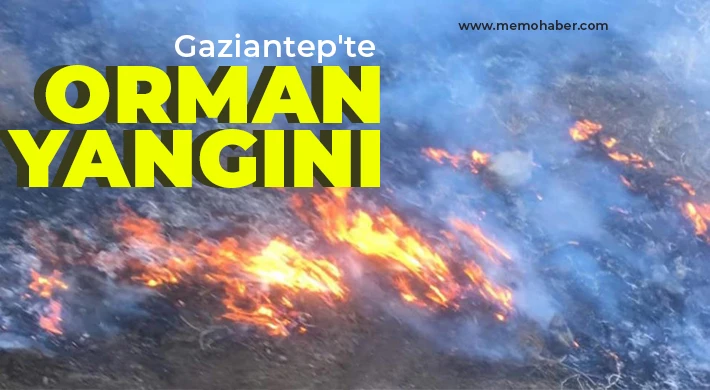 Gaziantep'te orman yangını