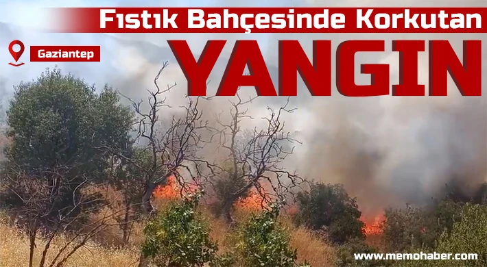 Fıstık Bahçesinde Korkutan Yangın