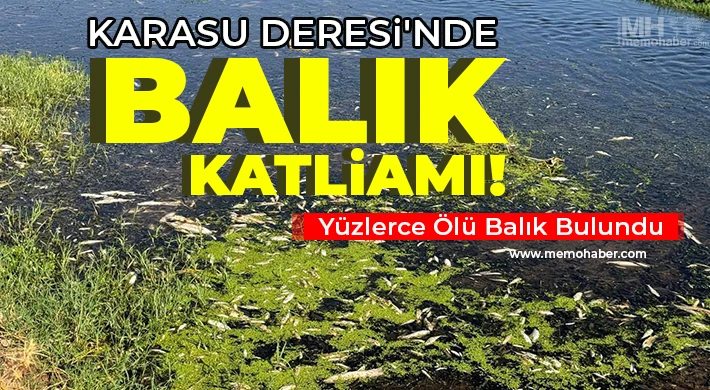 Gaziantep Karasu Deresi'nde Balık Katliamı!