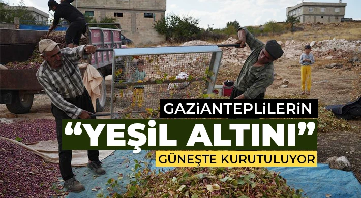 Gaziantep'te fıstıklar güneşe serildi