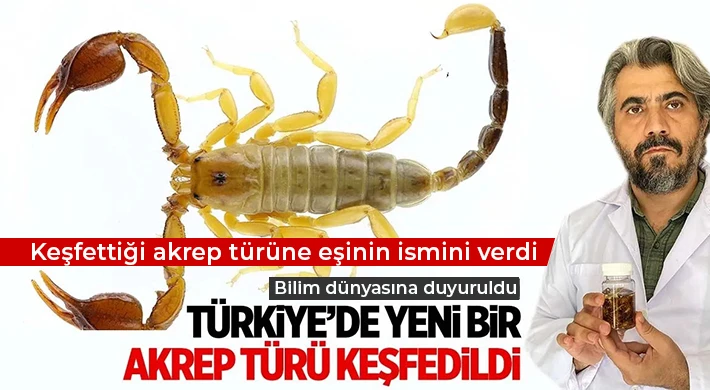 Türkiye'de yeni bir akrep türü keşfedildi