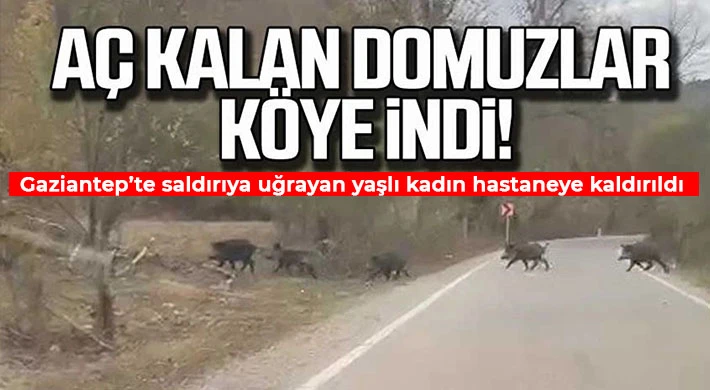 Gaziantep’te aç kalan domuzlar köye indi