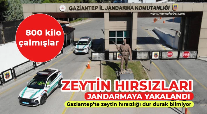 Gaziantep’te zeytin hırsızlığı dur durak bilmiyor 