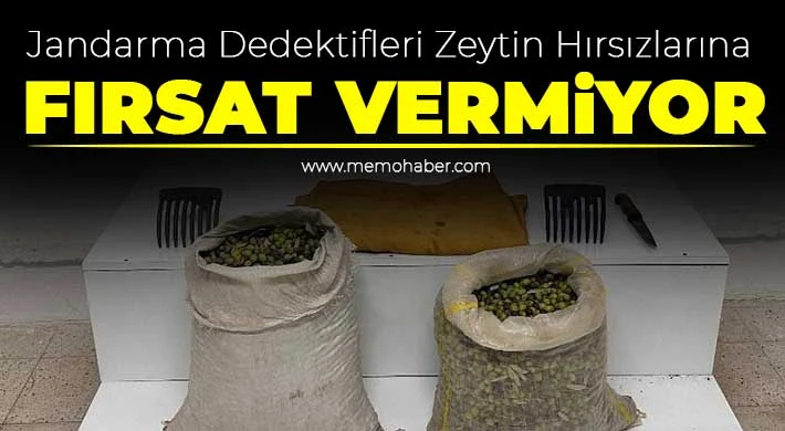 Şehitkâmil'de Zeytin Hırsızlığı Engellendi