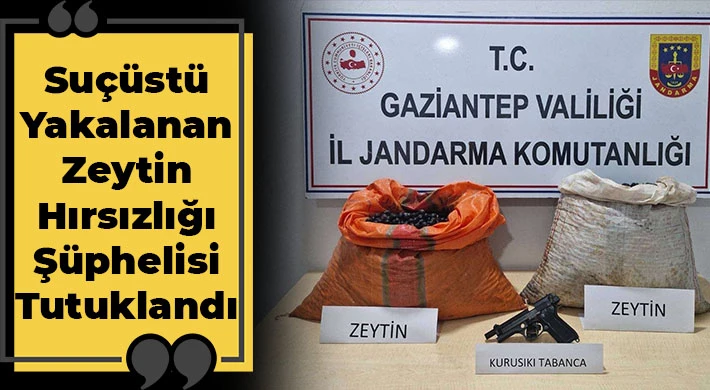 Suçüstü yakalanan zeytin hırsızlığı şüphelisi tutuklandı