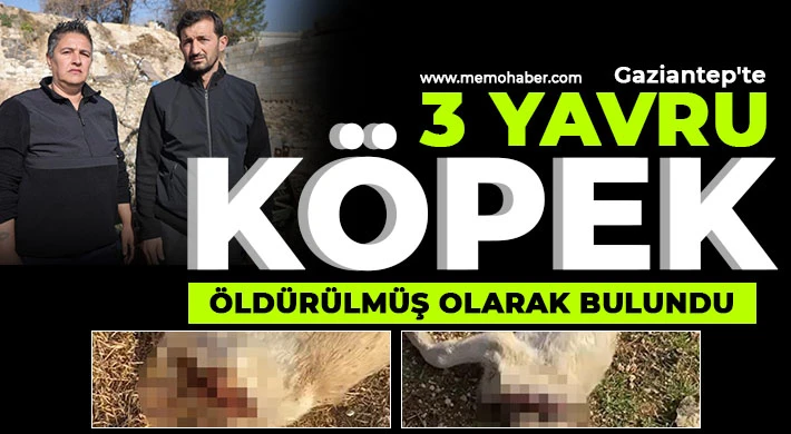 Gaziantep'te 3 yavru köpek öldürülmüş olarak bulundu