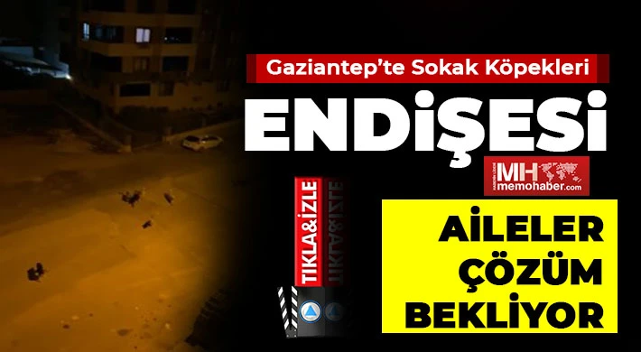 Nizip’te Sokak Köpekleri Endişesi: Aileler Çözüm Bekliyor