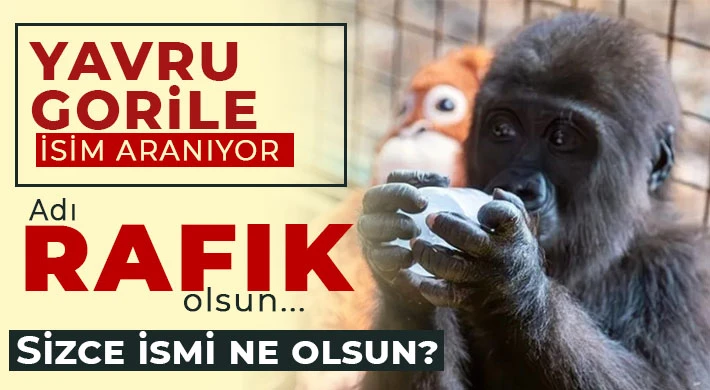 Yavru gorile isim aranıyor 