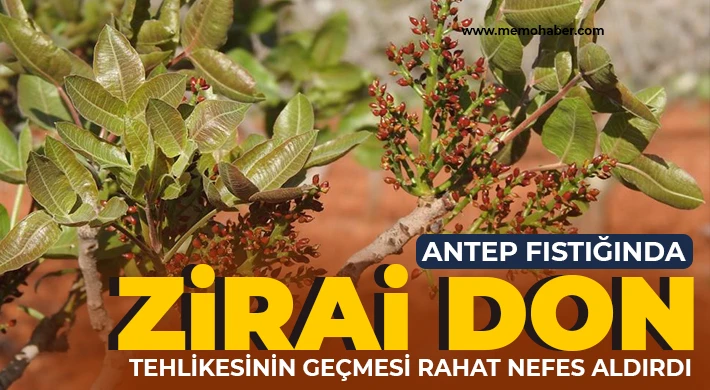 Antep fıstığında zirai don tehlikesinin geçmesi rahat nefes aldırdı