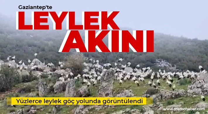 Yüzlerce leylek göç yolunda görüntülendi