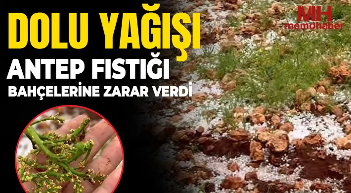  Dolu yağışı Antep fıstığı bahçelerine zarar verdi