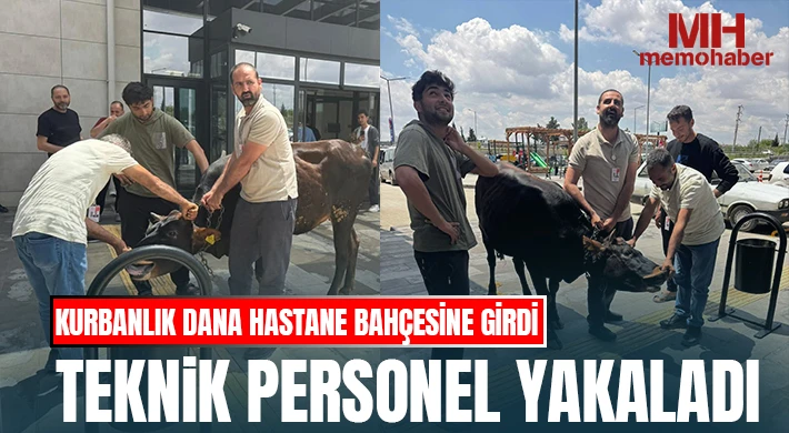 Kurbanlık Dana Hastane Bahçesine Girdi, Teknik Personel Yakaladı