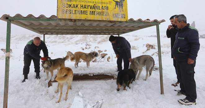 5 Bin 78 Sokak Köpeğinin Tedavi Ve Bakımı Yapıldı