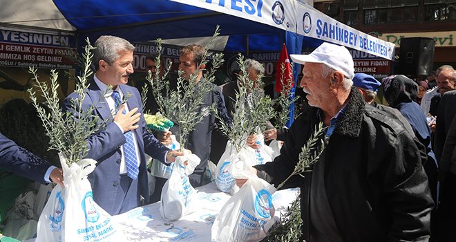 600.000 adet zeytin fidanını toprakla buluşturuyoruz 