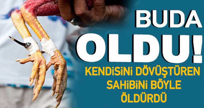 Akılalmaz olay! Horoz sahibini öldürdü