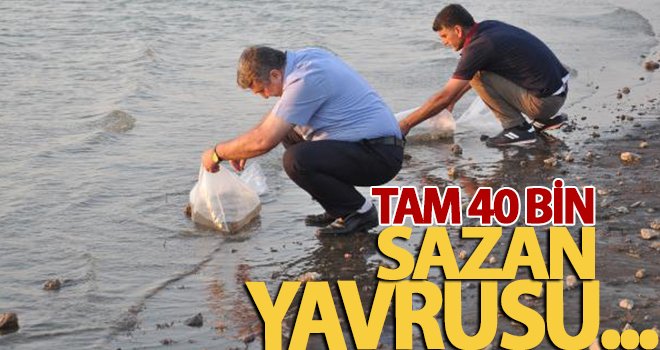 Baraj ve göletlere 40 bin sazan yavrusu bırakıldı 