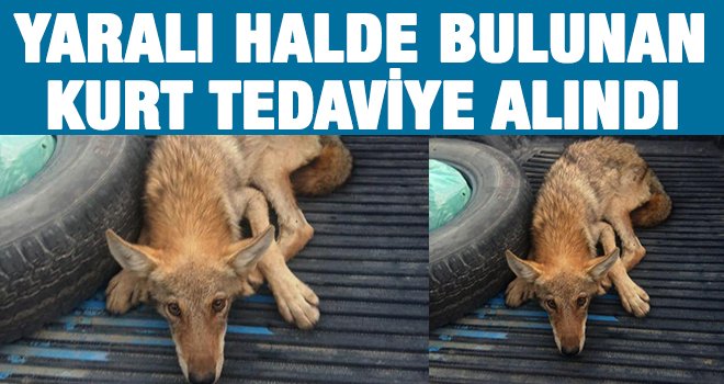 Belden aşağısı tutmayan kurt tedaviye alındı