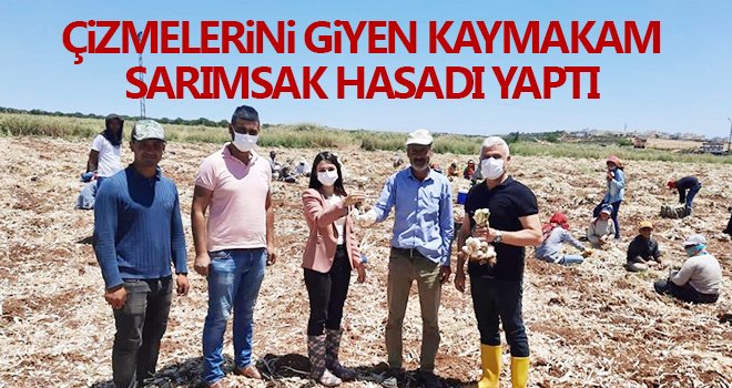 Çizmelerini giyen kaymakam sarımsak hasadı yaptı