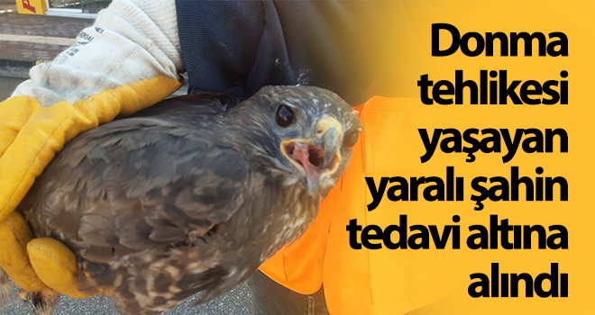 Donma tehlikesi yaşayan yaralı şahin tedavi altına alındı