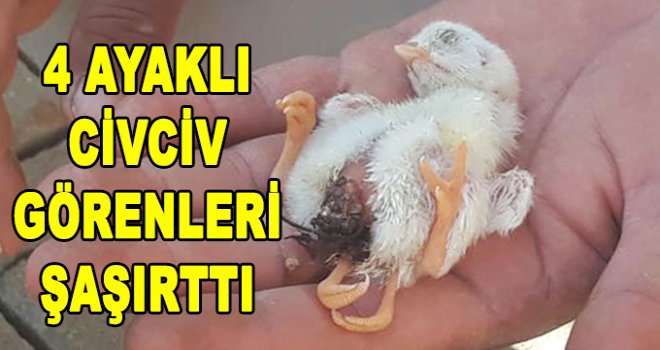 Dört ayaklı civciv görenleri şaşırttı 