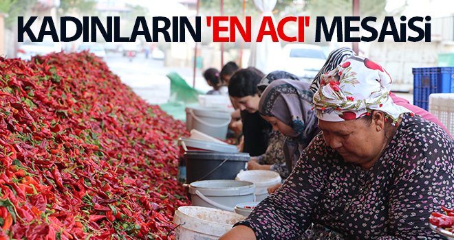 Ekmeklerini, acı biberlerin çöpünü temizleyerek kazanıyorlar