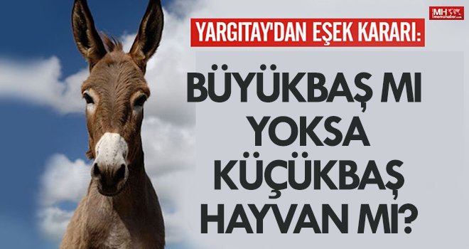 Eşek büyükbaş mı yoksa küçükbaş hayvan mı?