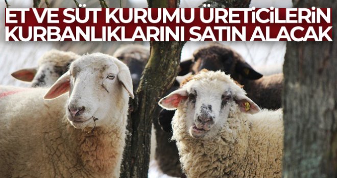 Et ve Süt Kurumu, üreticilerin kurbanlıklarını satın alacak