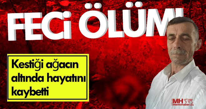 Feci ölüm! Kestiği ağacın altında hayatını kaybetti