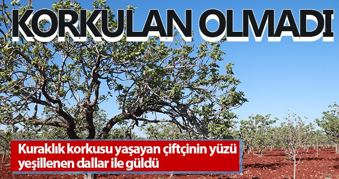 Fıstıkta korkulan olmadı