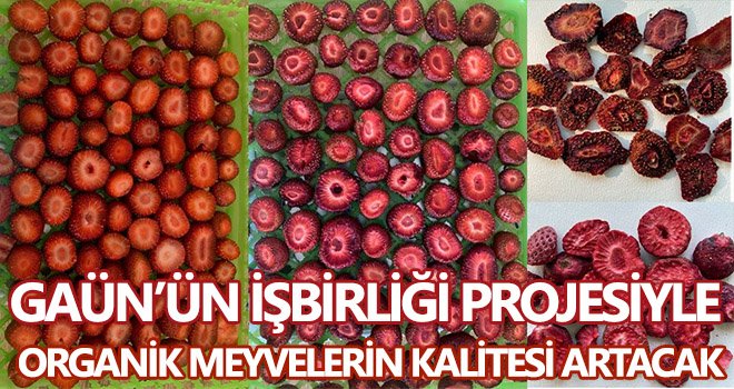 GAÜN’ün işbirliği projesiyle organik meyvelerin kalitesi artacak