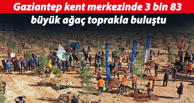 Gaziantep kent merkezinde 3 bin büyük ağaç toprakla buluştu