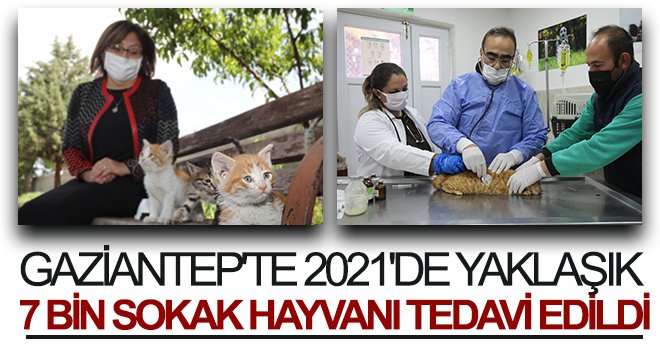 Gaziantep'te 2021'de yaklaşık 7 bin sokak hayvanı tedavi edildi