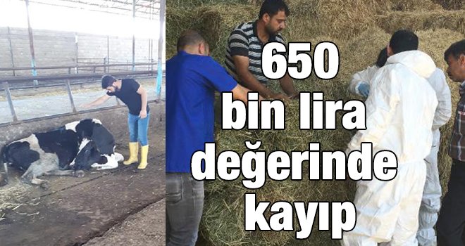 Gaziantep'te 4 günde 55 hayvanı öldü