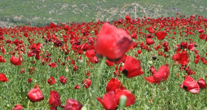 Gaziantep'te gelincikler görsel şölen sunuyor