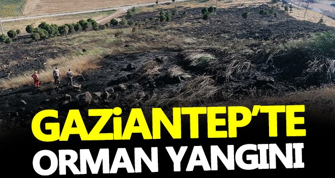 Gaziantep'te korkutan orman yangını!