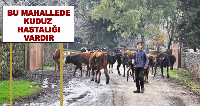 Gaziantep'te ölen ineğin kuduz çıktığı mahalle, karantinaya alındı