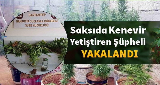 Gaziantep'te saksıda Hint keneviri yetiştiren şüpheli tutuklandı