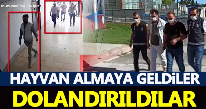 Hayvan almaya geldiler dolandırıldılar! 5 kişi tarafından dolandırıldı